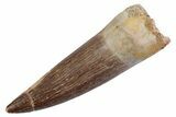 Fossil Plesiosaur (Zarafasaura) Tooth - Morocco #370234-1